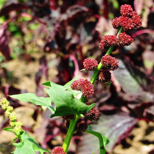 Épinard fraise (Blitum capitatum) graines