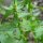 Épinard fraise (Blitum capitatum) graines