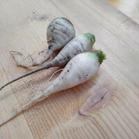 Navet Teltow (Brassica rapa var. teltowiensis) graines