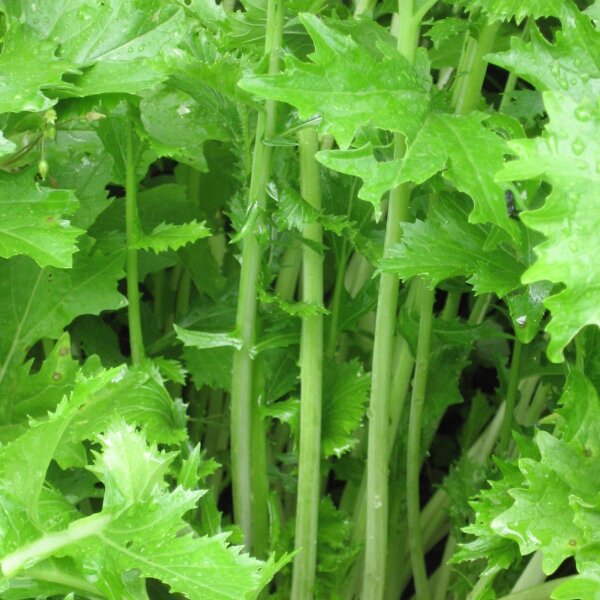 Broccoli-rave (Brassica rapa) graines