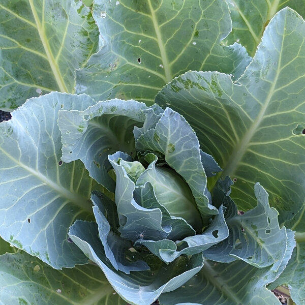 Chou cabus Filderkraut (Brassica oleracea) graines