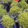 Chou romanesco (Brassica oleracea) graines
