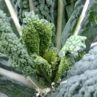 Kale lacinato / chou palmier frisé Cavolo Nero di...
