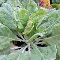 Chou frisée Butterkohl Tronchuda (Brassica oleracea convar. capitata) graines