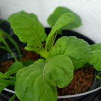 Chou frisée Butterkohl Tronchuda (Brassica oleracea convar. capitata) graines