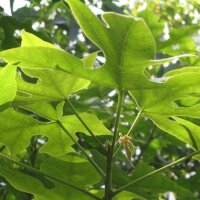 Kurrajong / arbre-bouteille (Brachychiton diversifolius)...