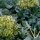 Brocoli Calabrese (Brassica oleracea) graines