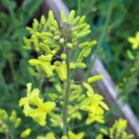 Choux de Bruxelles Evesham Special (Brassica oleracea var. gemmifera) graines
