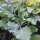 Chou sauvage (Brassica oleracea ssp. oleracea) graines