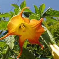 Trompette des anges blanche (Brugmansia suaveolens) graines