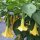 Trompette des anges blanche (Brugmansia suaveolens) graines