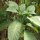 Trompette des anges blanche (Brugmansia suaveolens) graines