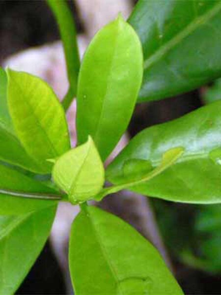 Brunfelsie Chiricaspi (Brunfelsia grandiflora) graines