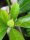 Brunfelsie Chiricaspi (Brunfelsia grandiflora) graines