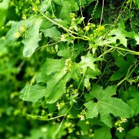 Navet du diable (Bryonia dioica) graines