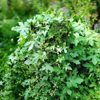 Navet du diable (Bryonia dioica) graines