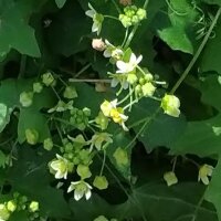 Navet du diable (Bryonia dioica) graines