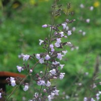 Calament népéta (Calamintha nepeta) graines