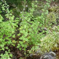 Calament népéta (Calamintha nepeta) graines