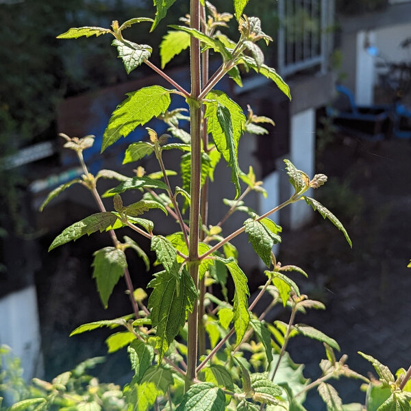 Herbe rêveuse (Calea zacatechichi) graines