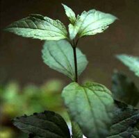 Herbe rêveuse (Calea zacatechichi) graines