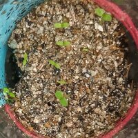 Herbe rêveuse (Calea zacatechichi) graines
