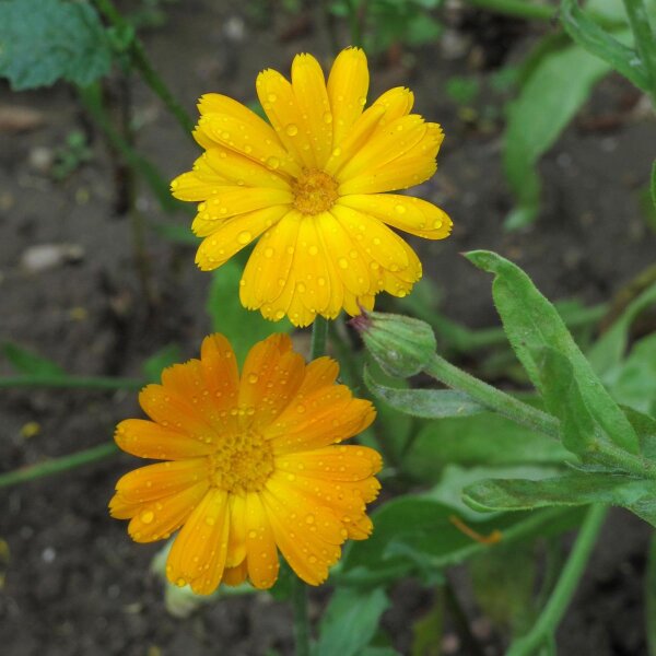 Souci officinal (Calendula officinalis) graines