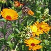 Souci officinal (Calendula officinalis) graines