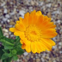 Souci officinal (Calendula officinalis) graines