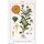 Souci officinal (Calendula officinalis) graines