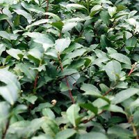 Théier (Camellia sinensis) graines