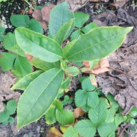 Théier (Camellia sinensis) graines