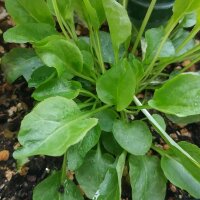 Campanule / Raiponce cultivée (Campanula rapunculus) graines