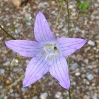 Campanule / Raiponce cultivée (Campanula rapunculus) graines