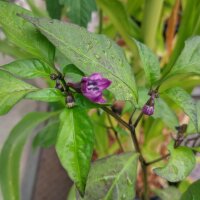 Piment Poblano Mulato (Capsicum annuum) graines