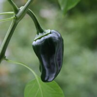 Piment Poblano Mulato Isleno (Capsicum annuum) graines