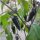 Piment Poblano Mulato Isleno (Capsicum annuum) graines