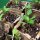 Piment Poblano Mulato Isleno (Capsicum annuum) graines