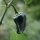 Piment Poblano Mulato Isleno (Capsicum annuum) graines