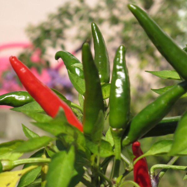 Piment Tabasco (Capsicum frutescens) graines