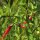 Piment Tabasco (Capsicum frutescens) graines