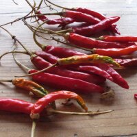 Piment thai Prik Kee Noo (Capsicum frutescens) graines