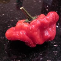 Piment Chili Mini Bonnet (Capsicum baccatum) graines