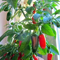 Piment Jalapeño (Capsicum anuum) graines