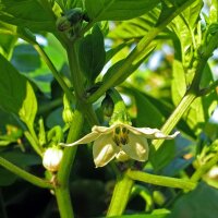 Piment Jalapeño (Capsicum anuum) graines