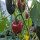 Piment Ancho / Poblano (Capsicum annuum) graines