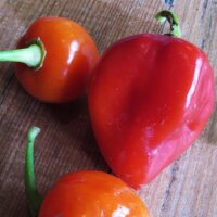 Piment Habanero Caribbean Red (Capsicum chinense) graines