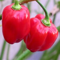 Piment Habanero Caribbean Red (Capsicum chinense)