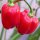 Piment Habanero Caribbean Red (Capsicum chinense) graines