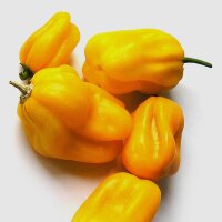 Piment fort Aji Umba (Capsicum chinense) graines